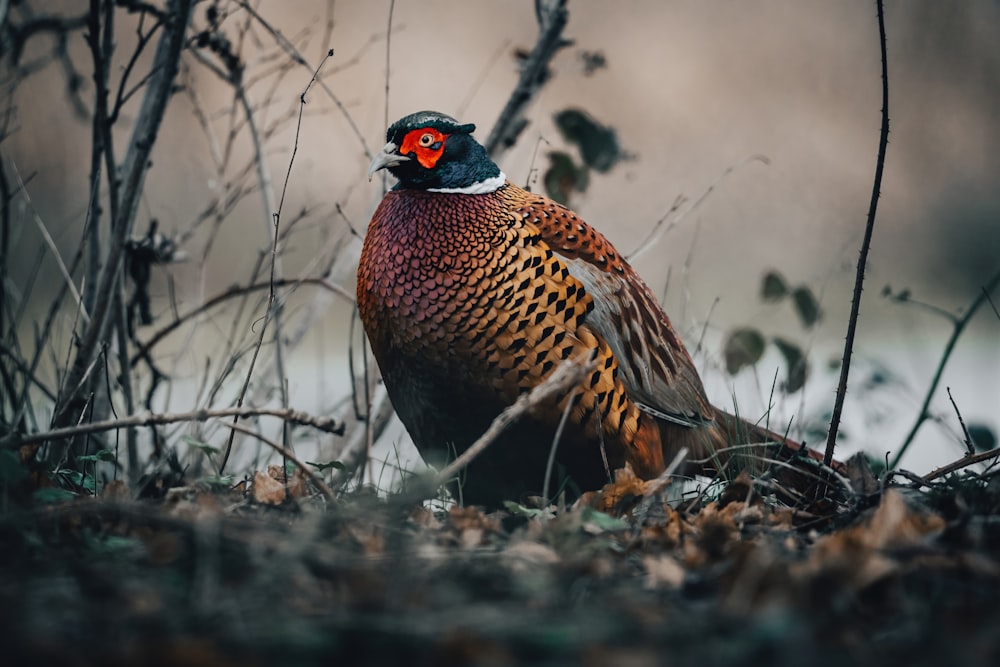 a pheasant standing in the grass near a tree