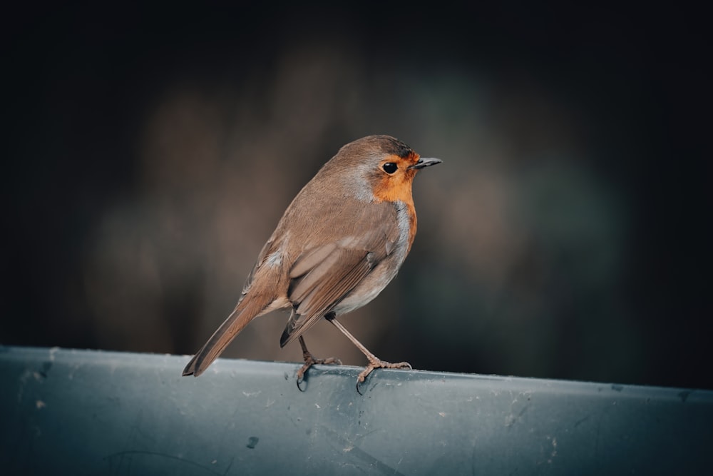 a small bird sitting on top of a metal object