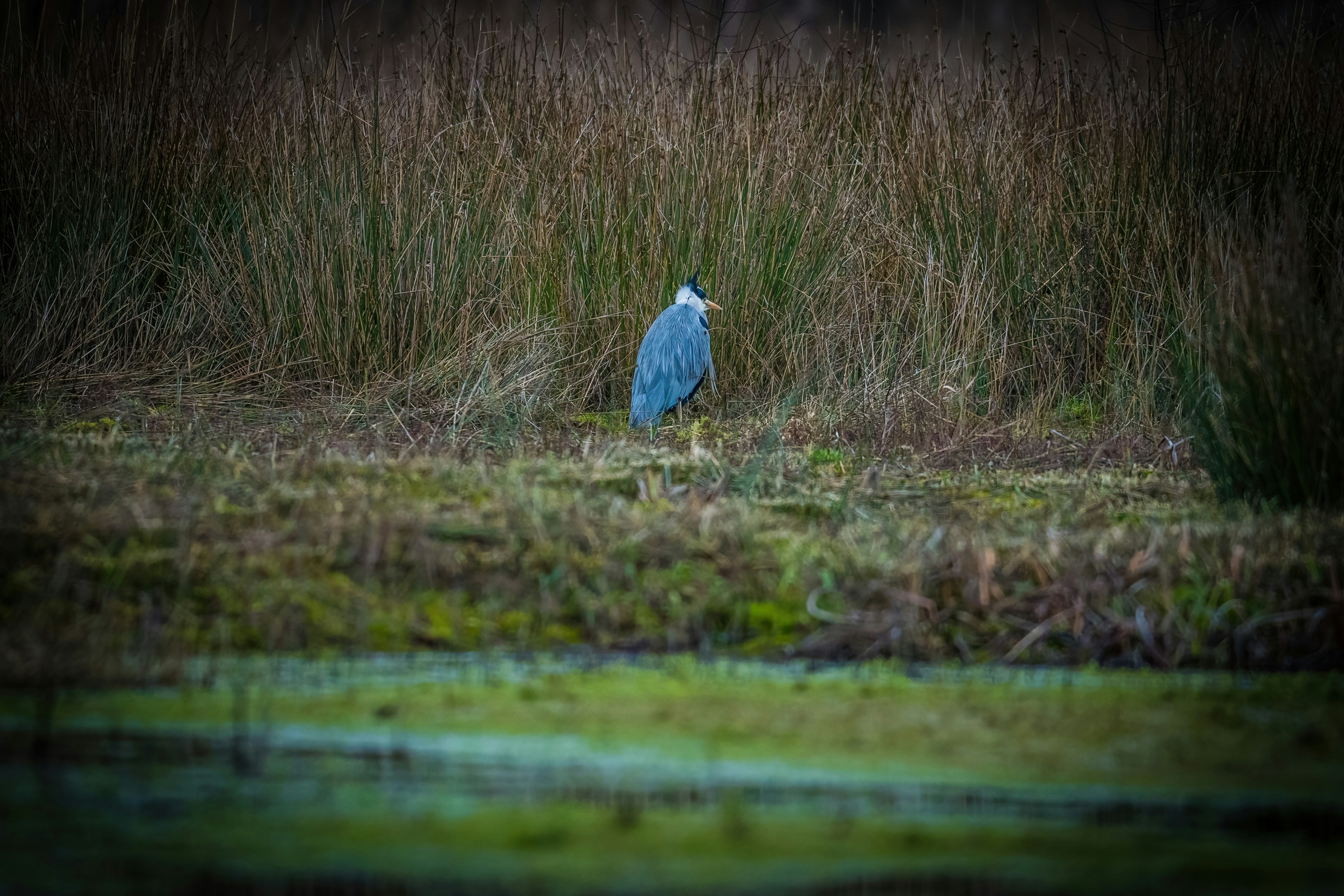 Blue Heron Nature Preserve