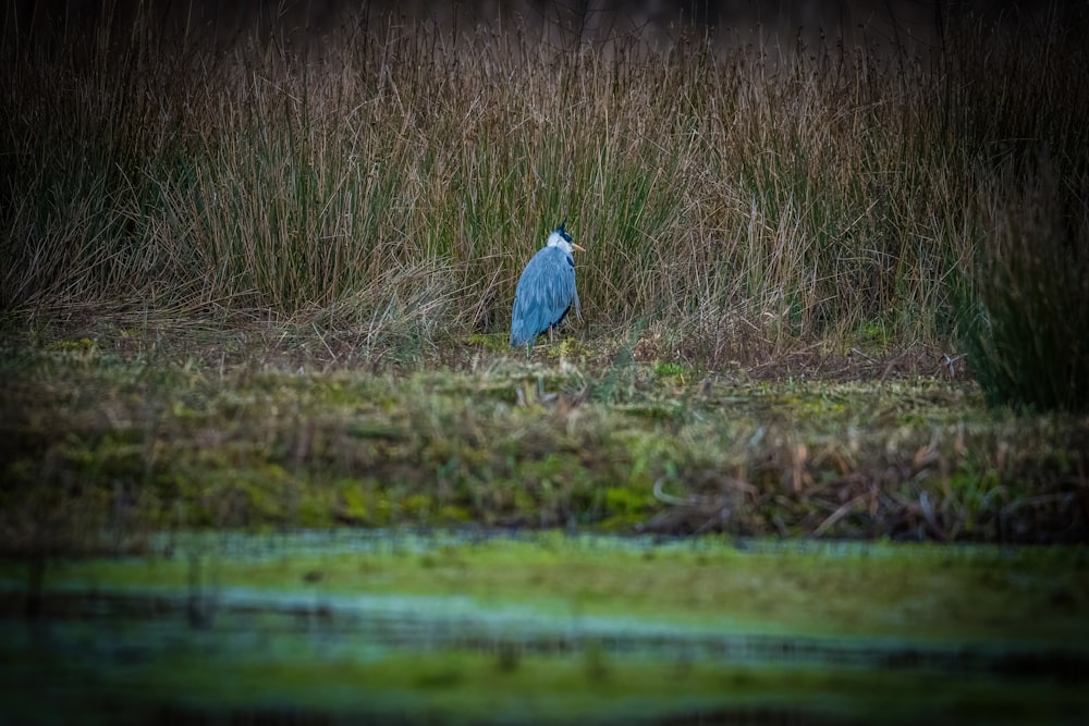 a blue bird is standing in the tall grass