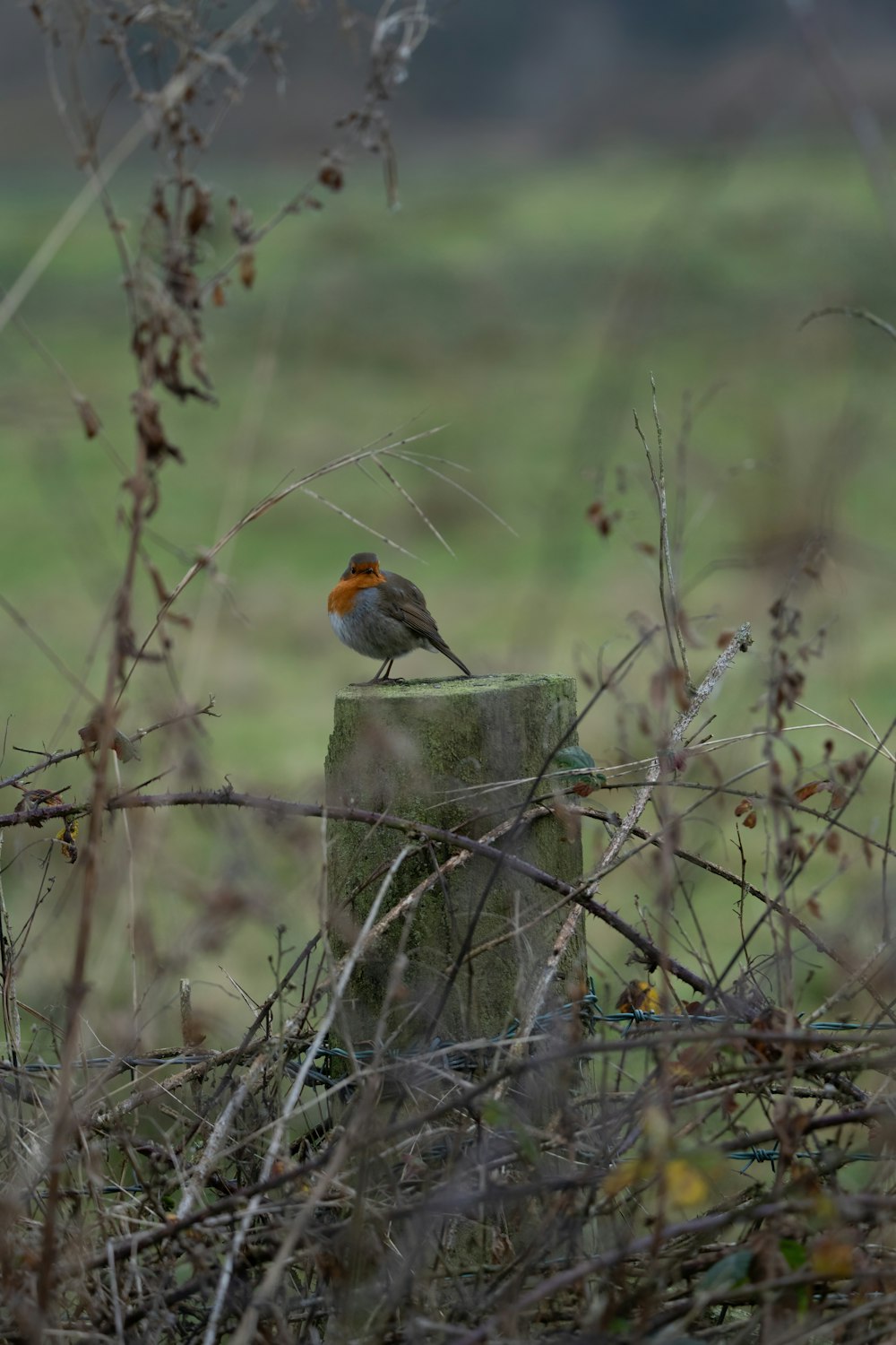 a small bird perched on top of a wooden post