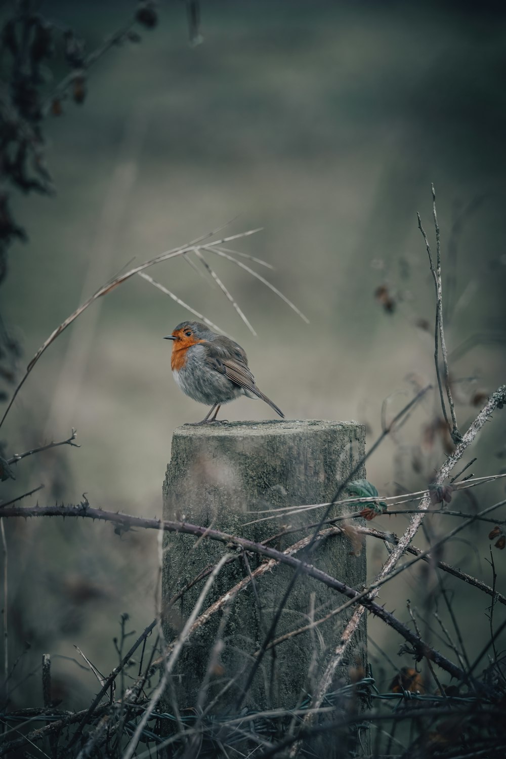 a small bird perched on top of a wooden post