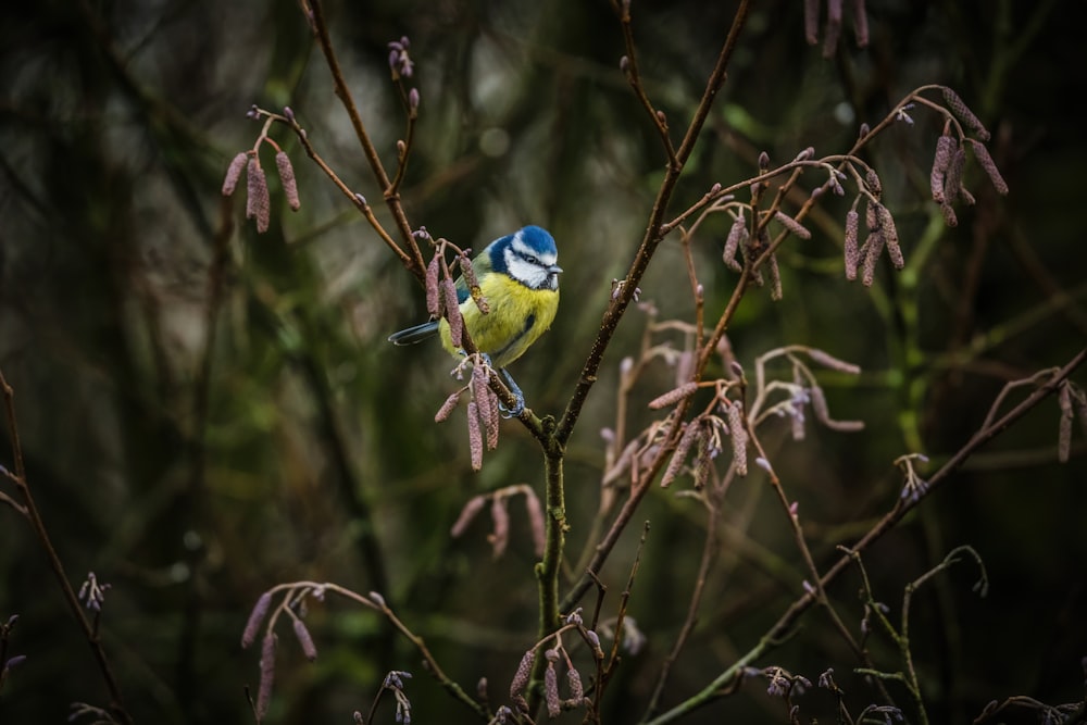 Ein blau-gelber Vogel sitzt auf einem Ast