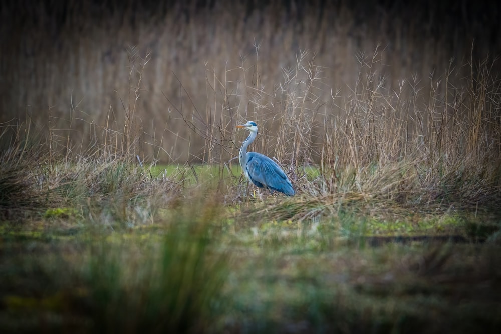 a blue bird standing in a field of tall grass