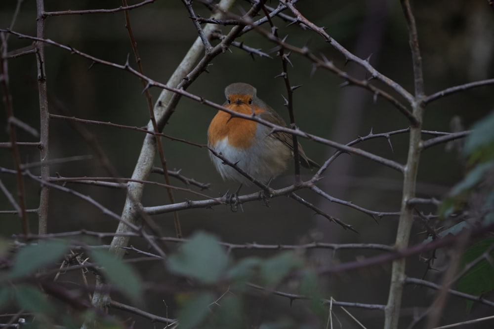 Ein kleiner Vogel sitzt auf einem Ast