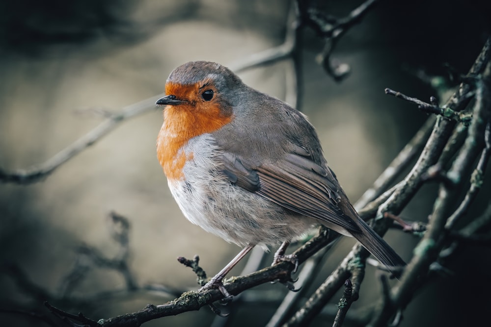 Ein kleiner Vogel sitzt auf einem Ast