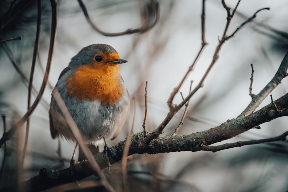 a small bird perched on a tree branch