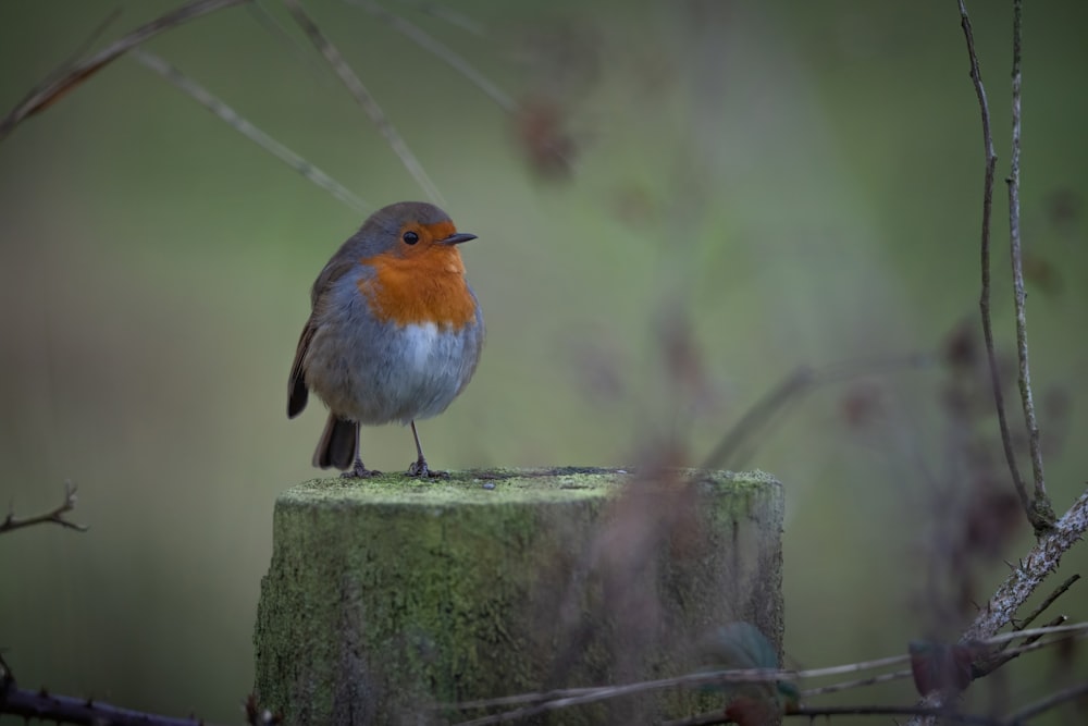 Ein kleiner Vogel sitzt auf einem Holzpfosten