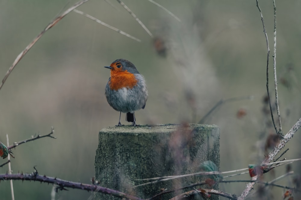 a small bird sitting on top of a wooden post