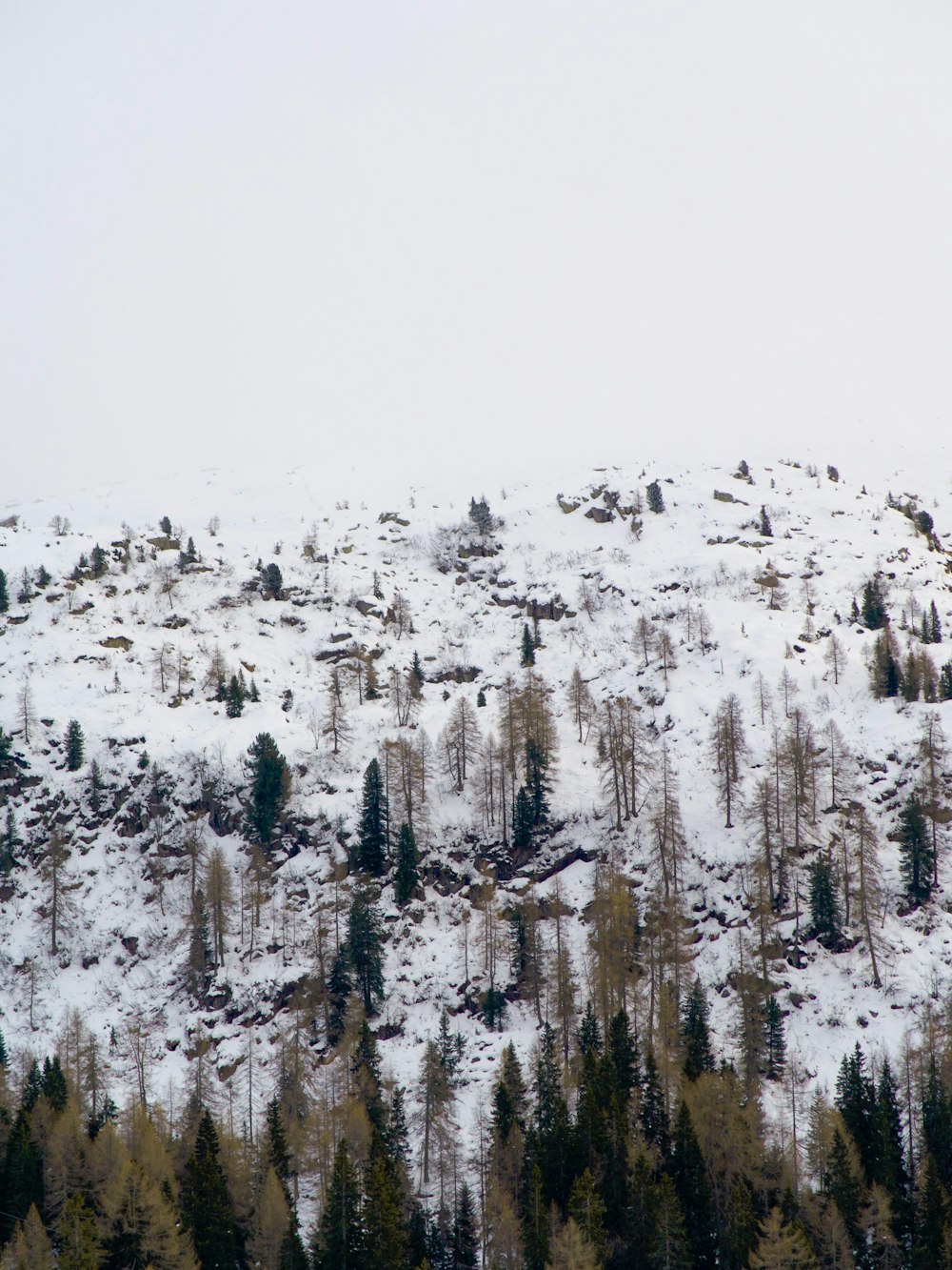 a snow covered mountain with trees on top of it