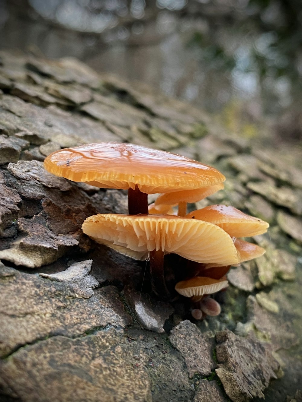 a couple of mushrooms that are on a tree