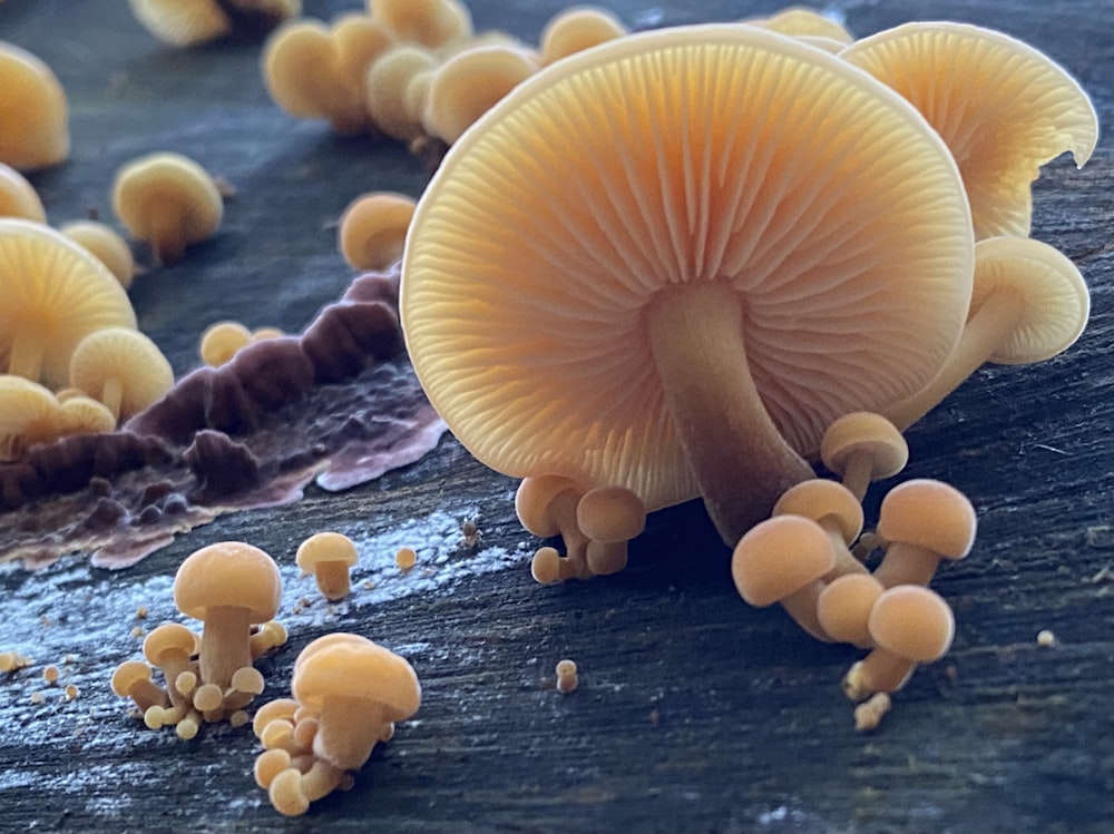 a group of mushrooms sitting on top of a wooden table