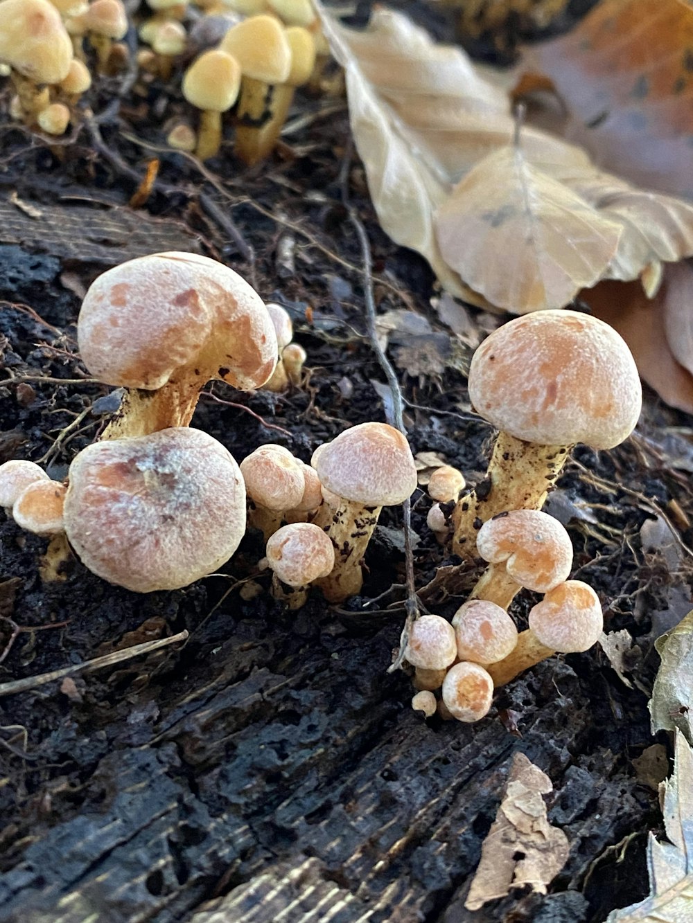 a group of mushrooms that are on the ground