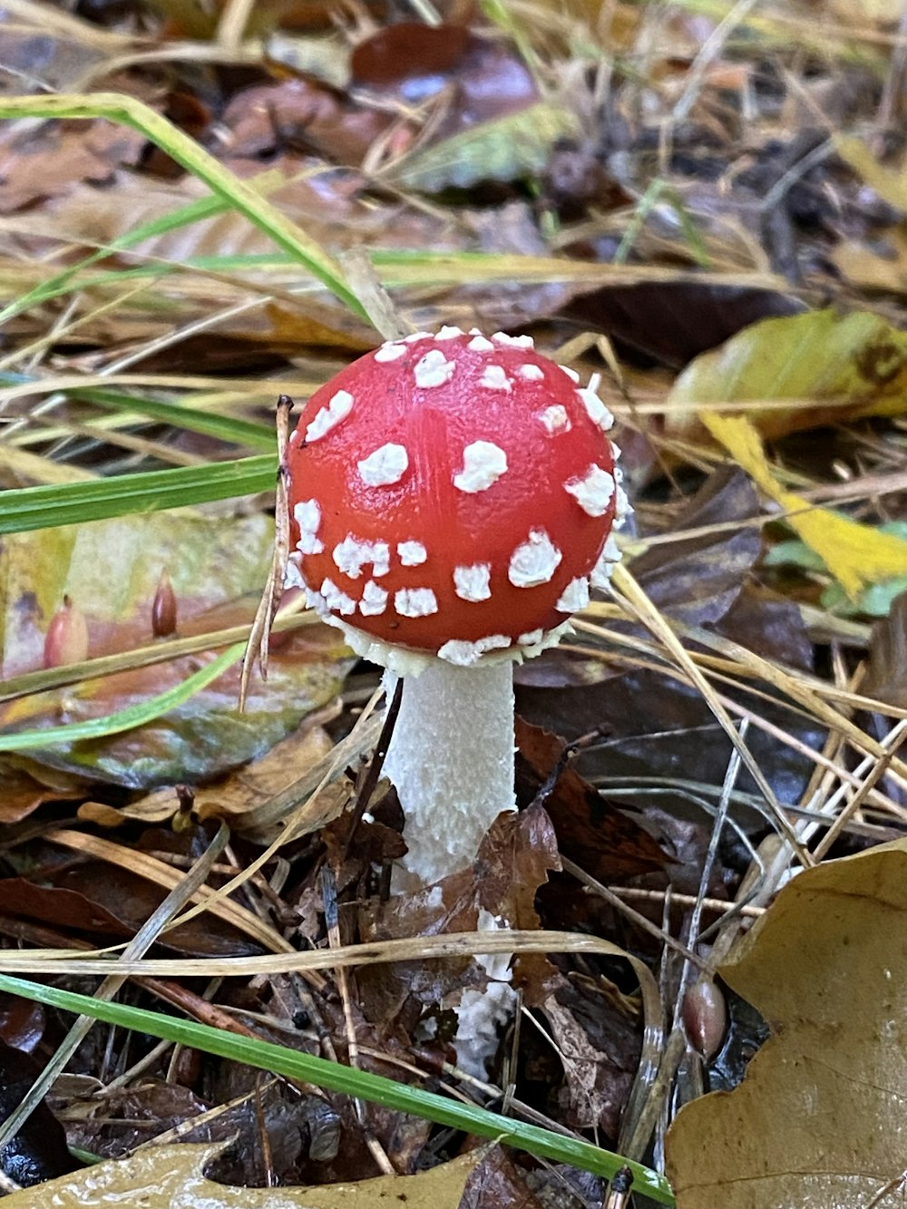 a red and white mushroom sitting on the ground