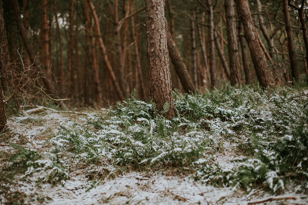 a snow covered forest with lots of trees