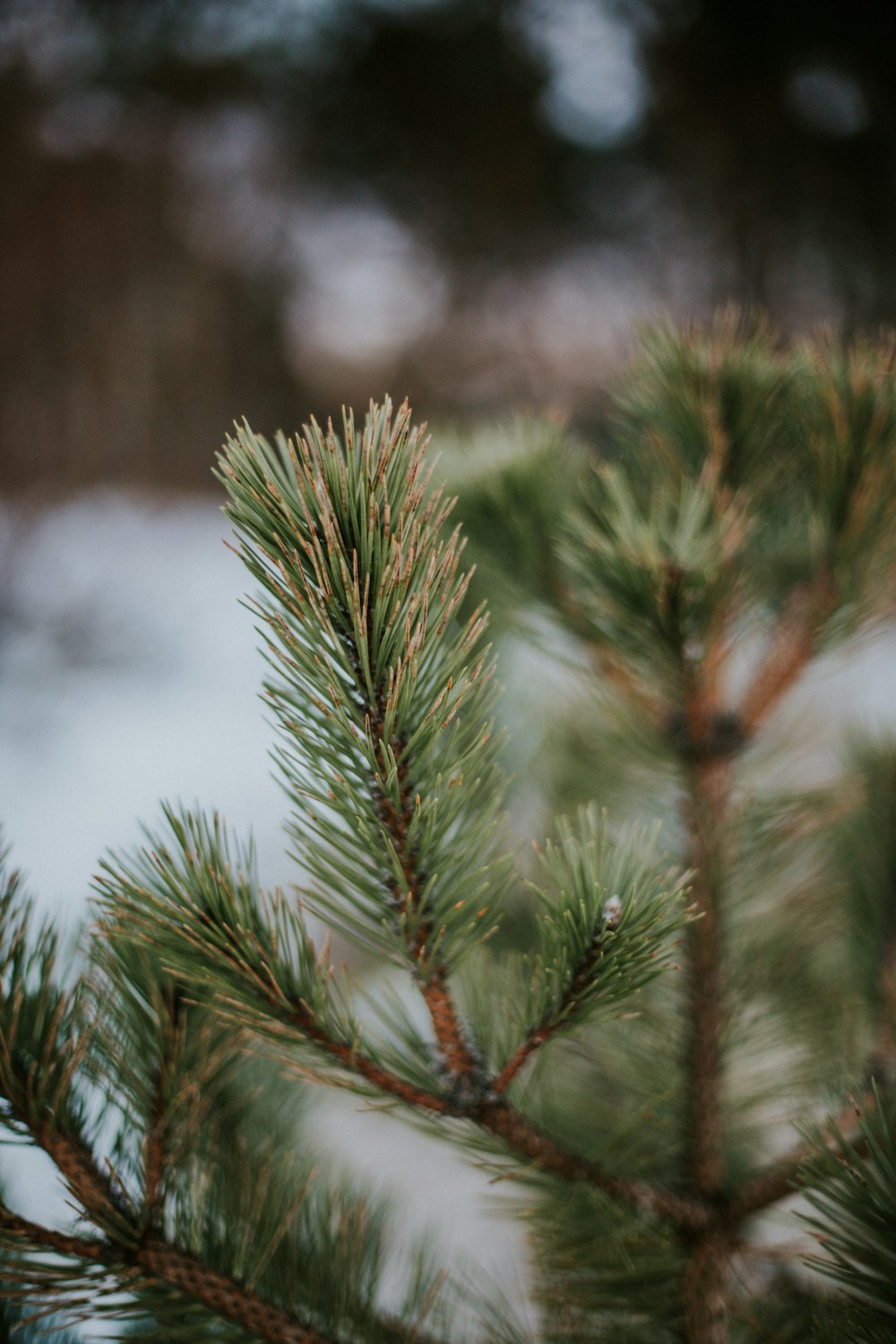 a close up of a pine tree with snow in the background