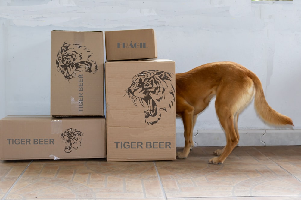 a brown dog sniffing boxes on the floor