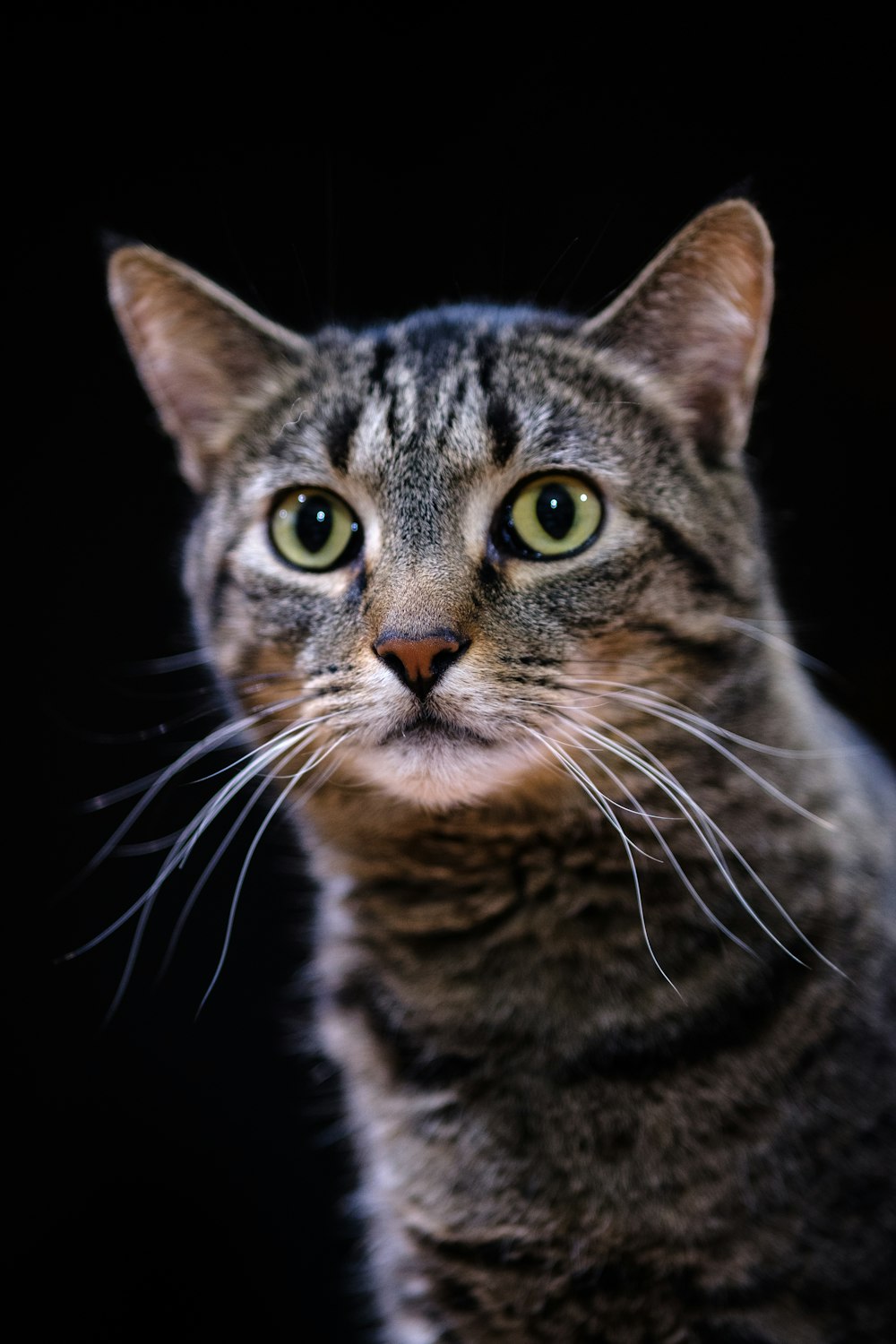 a close up of a cat on a black background