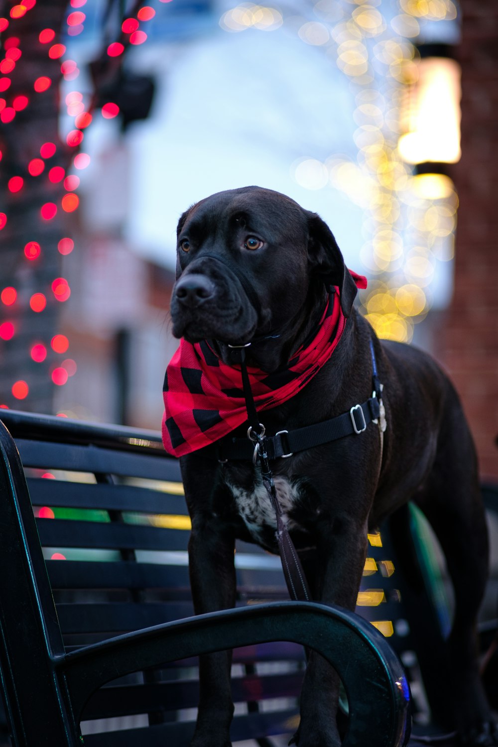 a black dog wearing a red bandana sitting on a bench