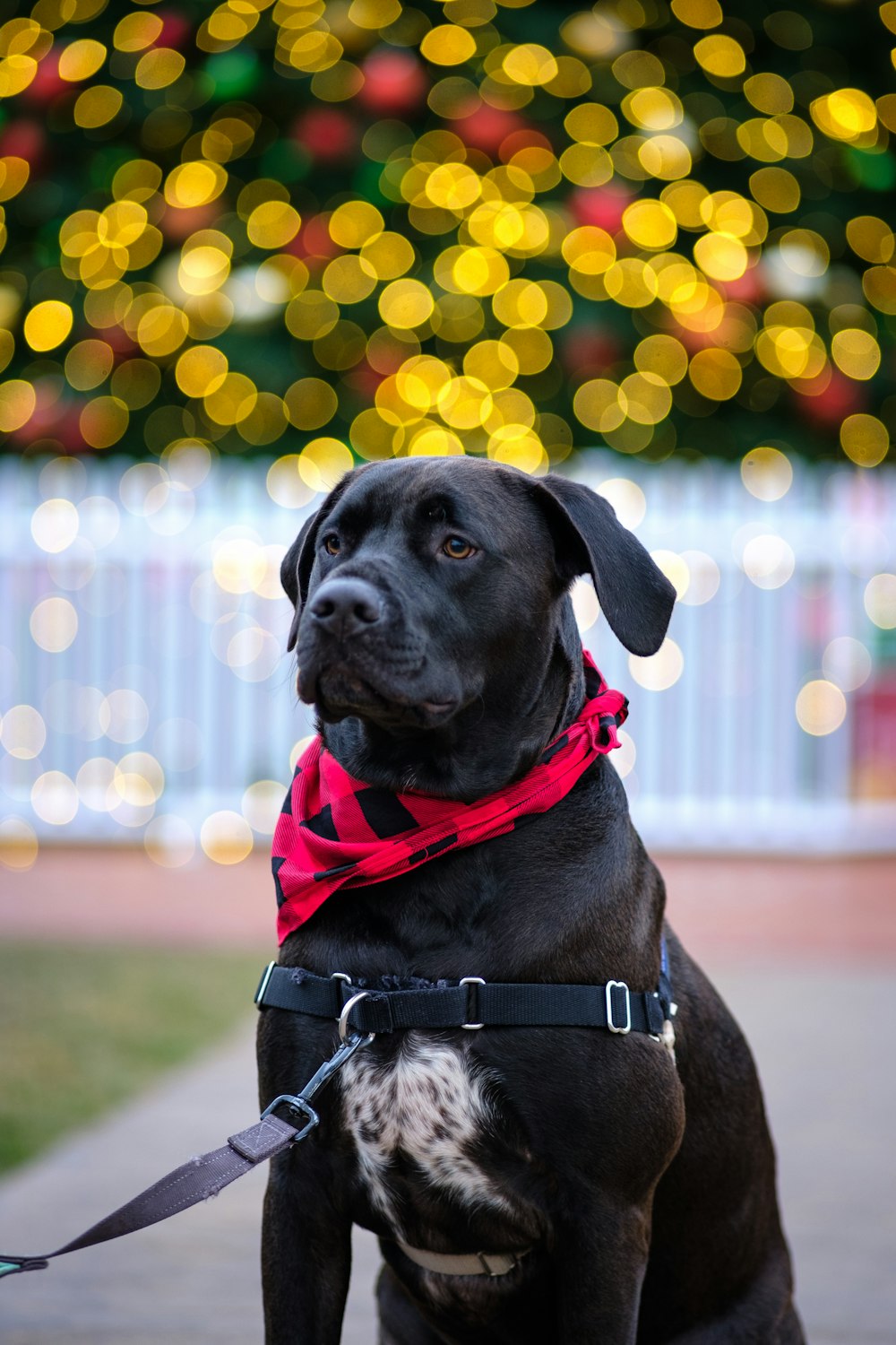 Ein schwarzer Hund mit rotem Bandana sitzt vor einem Weihnachtsbaum
