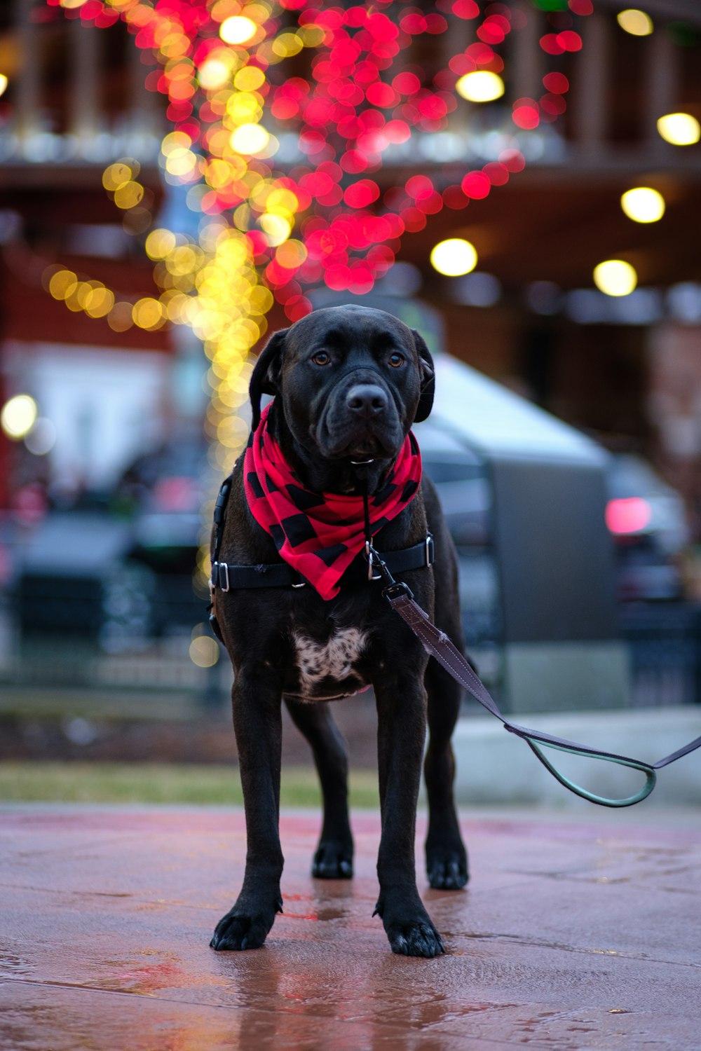 a black dog wearing a red bandana and leash