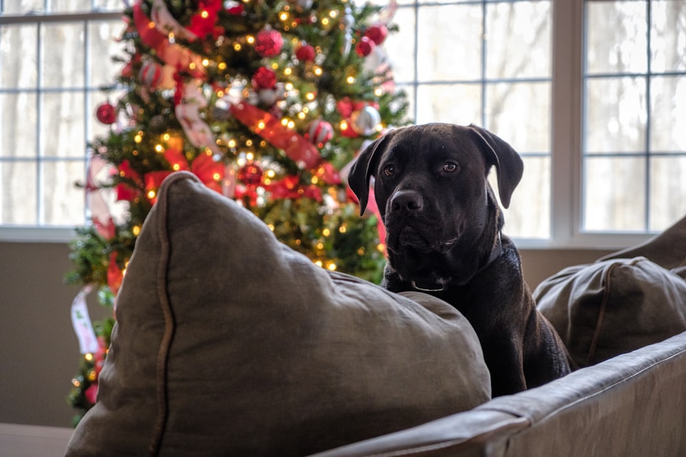 a dog sitting on a couch in front of a christmas tree