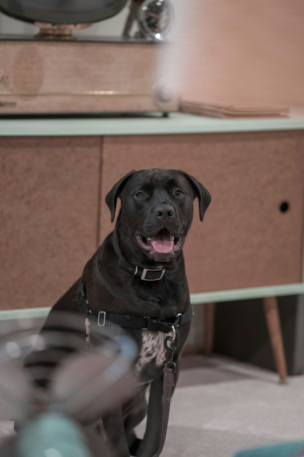 a black dog sitting on the floor in front of a mirror