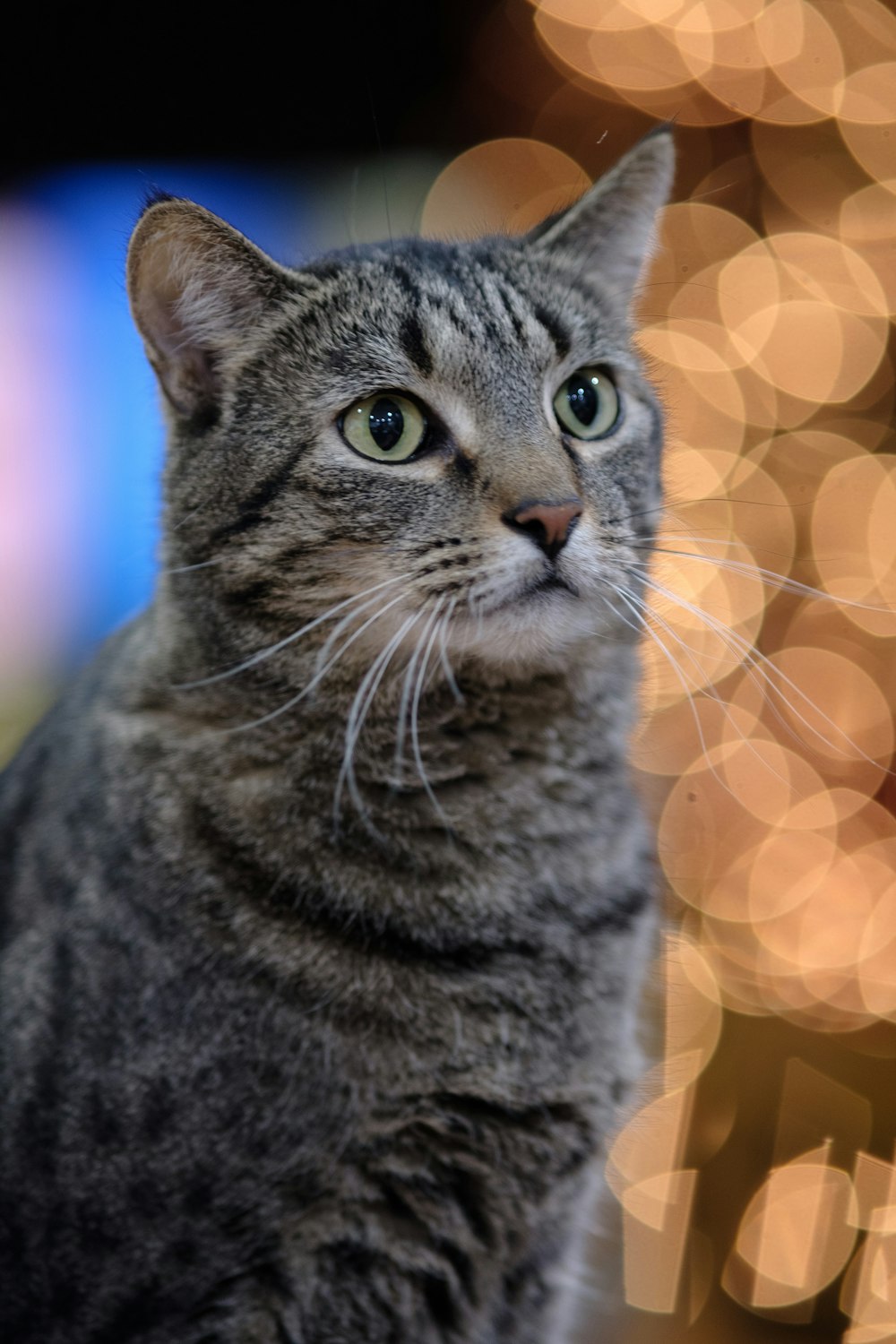 a gray cat sitting in front of a christmas tree