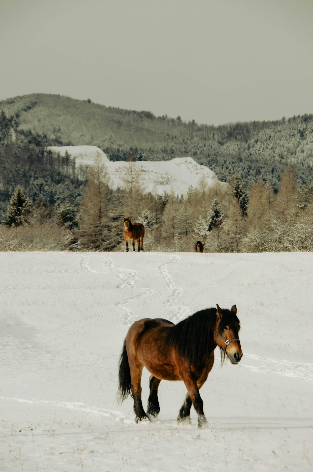 a brown horse walking across a snow covered field