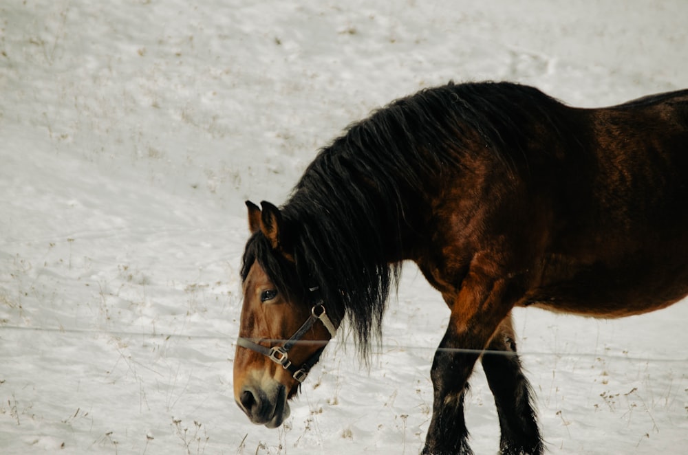 a brown horse standing on top of snow covered ground