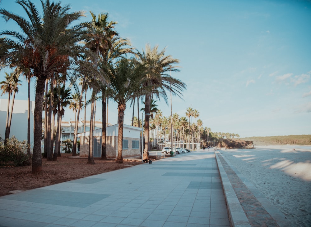 palm trees line a sidewalk next to a beach
