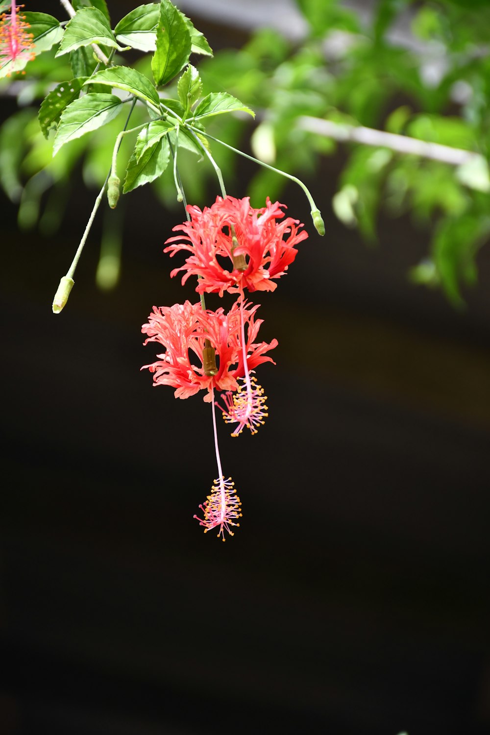 a red flower hanging from a tree branch