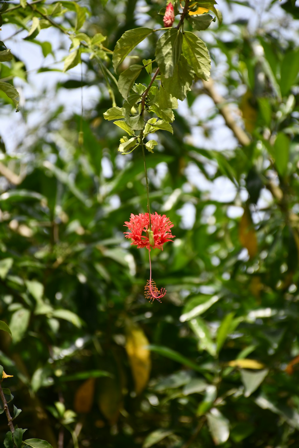 a red flower hanging from a tree branch