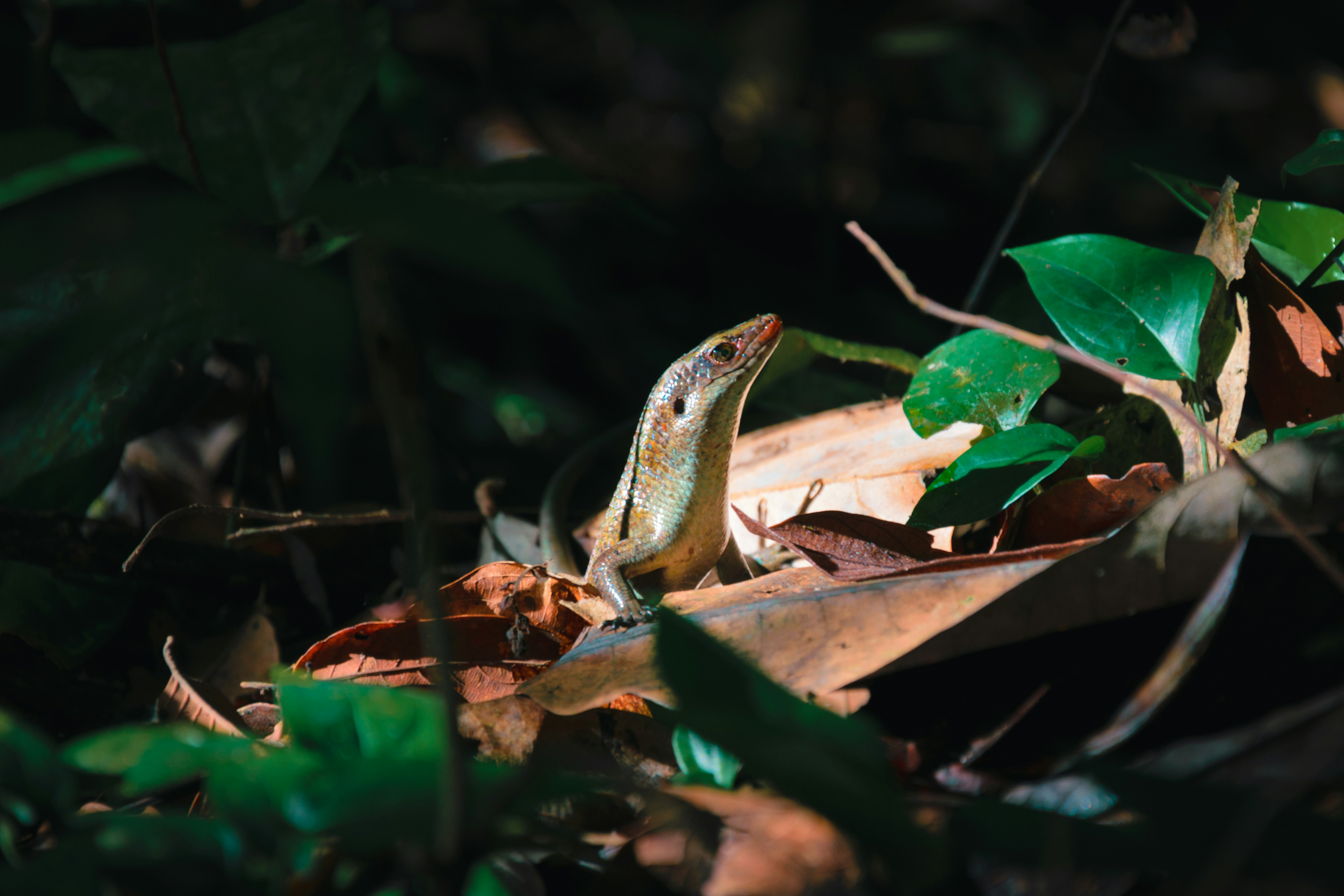 Photo by jobsavelsberg