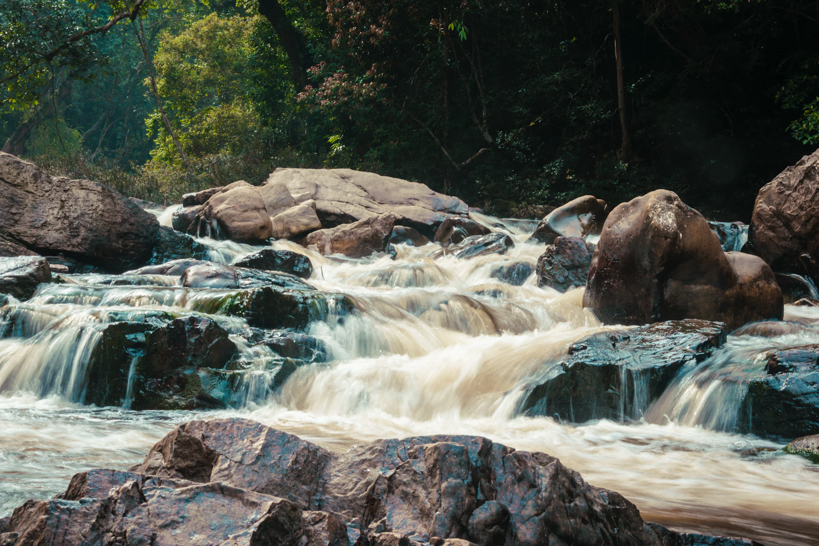 A quiet jungle river winding through dense green riverine forest