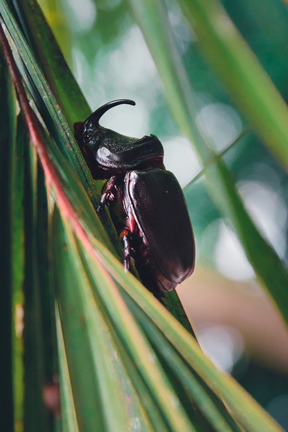 a beetle sitting on top of a palm tree