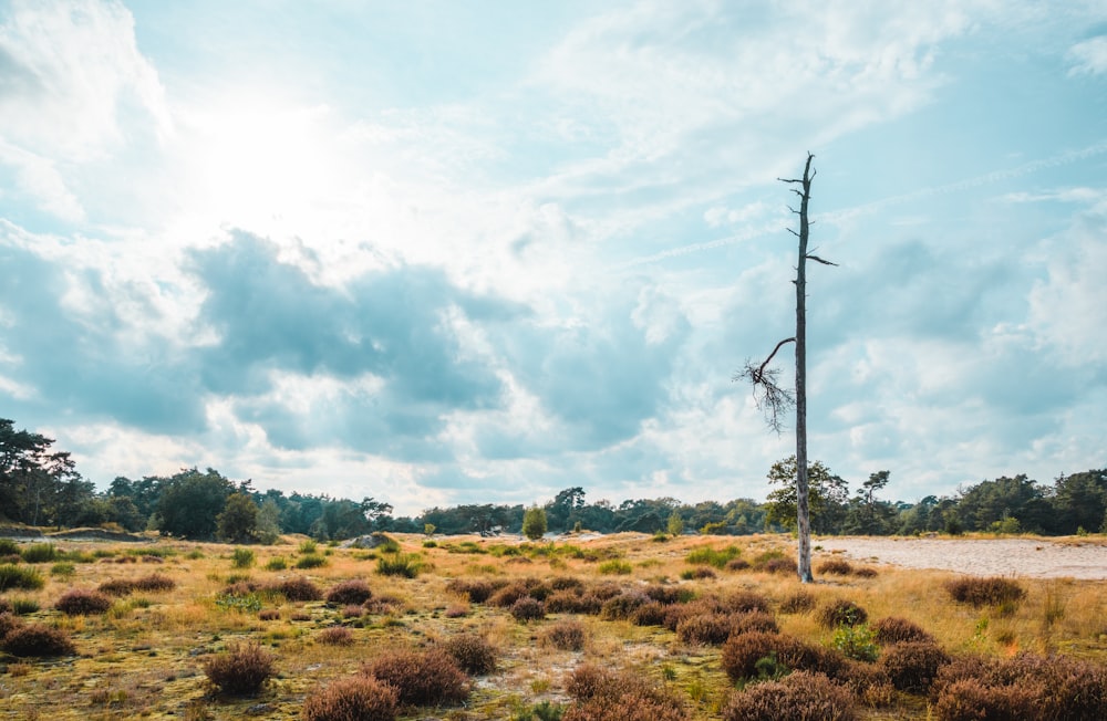 a field with a telephone pole in the middle of it