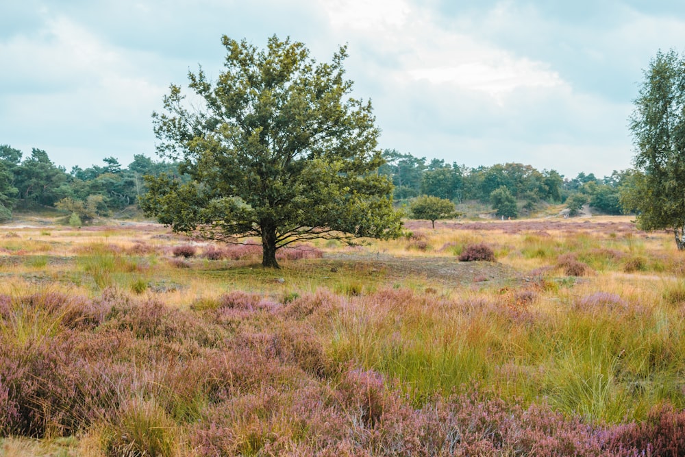 a field with a tree in the middle of it