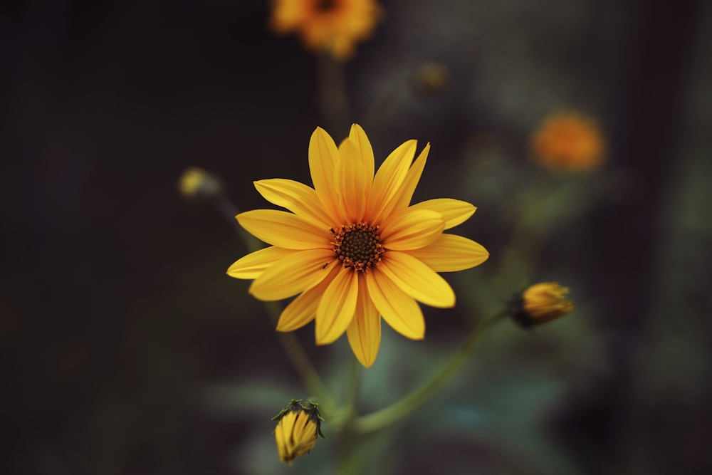 a close up of a yellow flower with other flowers in the background