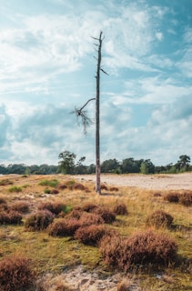 a dead tree in a field with a sky background