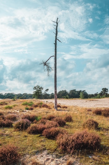 a dead tree in a field with a sky background