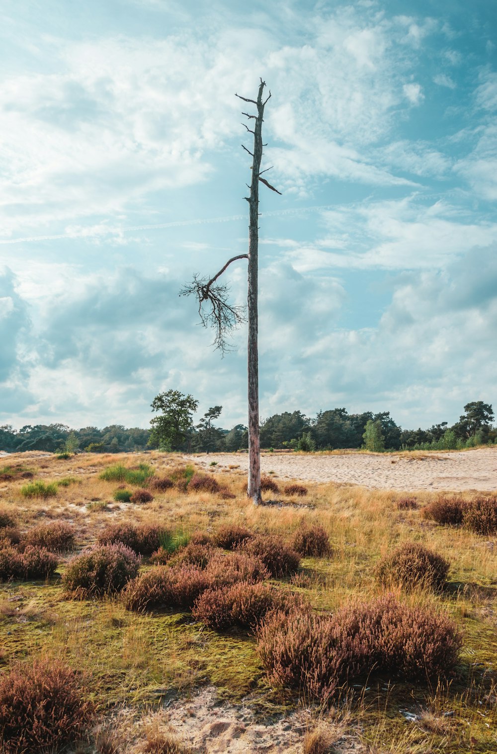 a dead tree in a field with a sky background