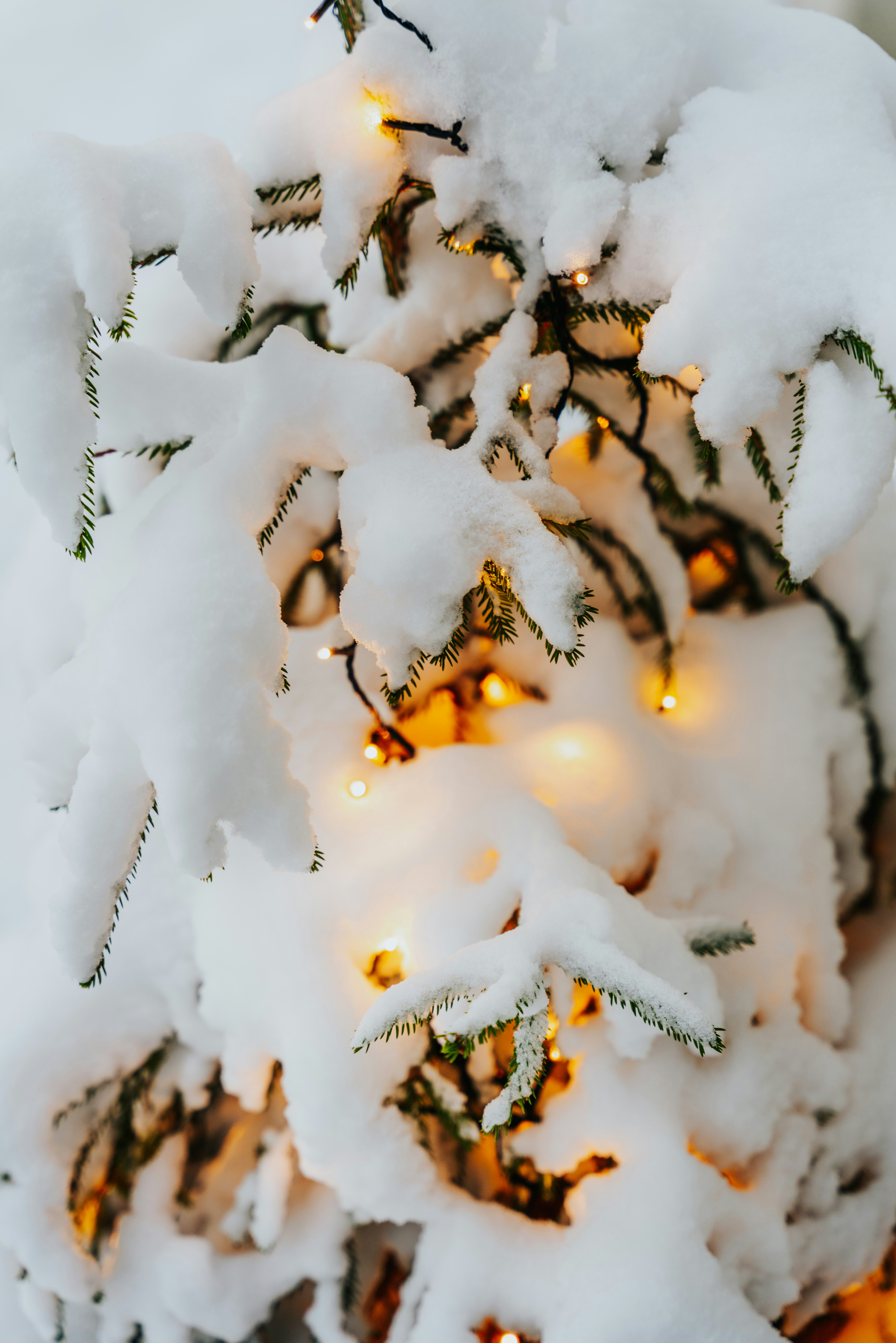 a close up of a christmas tree covered in snow