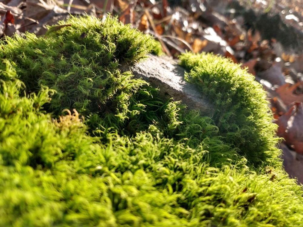 a close up of a moss covered rock