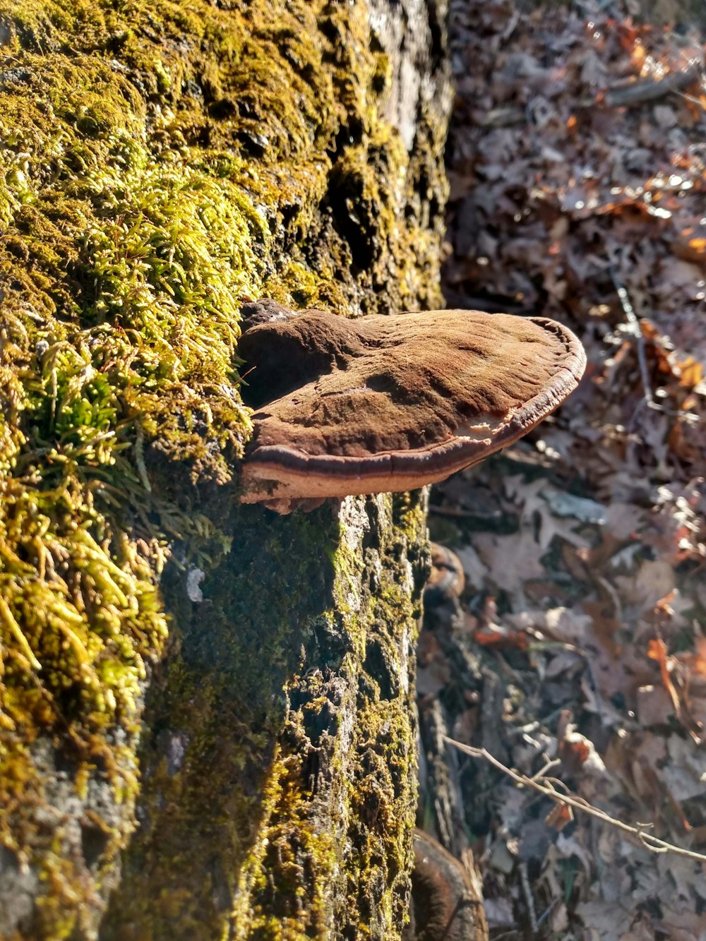 a mushroom is growing on a mossy tree