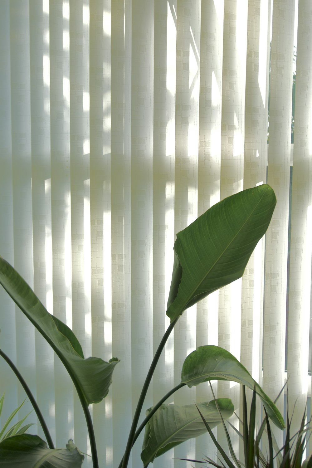 a potted plant sitting in front of a window