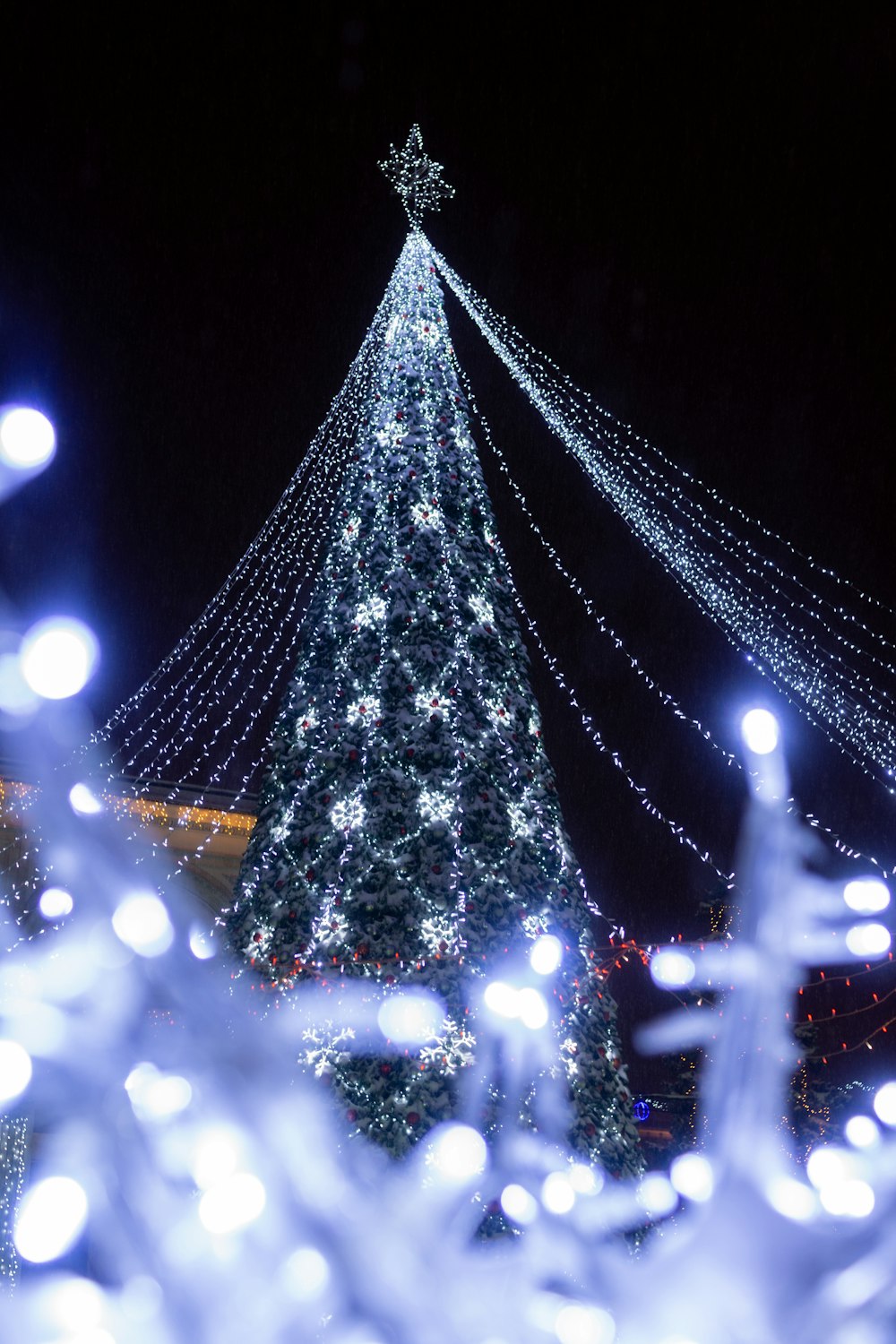 Un grande albero di Natale è illuminato di notte