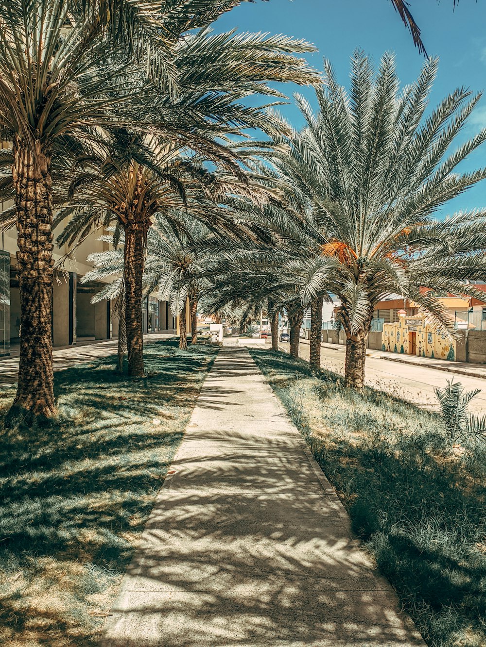 a sidewalk lined with palm trees on a sunny day