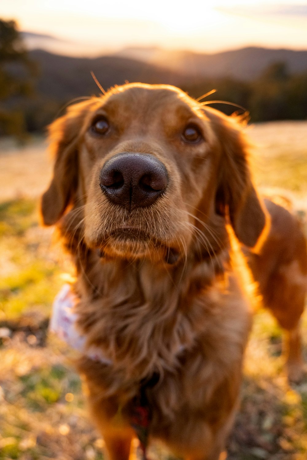 a brown dog standing on top of a grass covered field