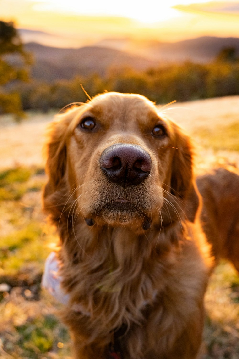 un chien brun debout au sommet d’un champ couvert d’herbe